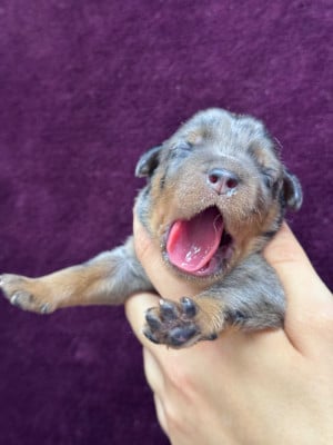 Les chiots de Berger de Beauce