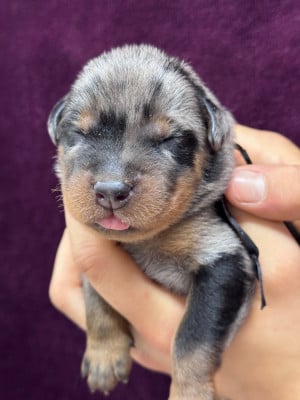 Les chiots de Berger de Beauce