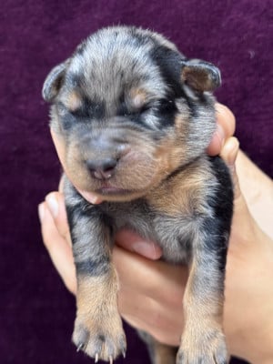 Les chiots de Berger de Beauce