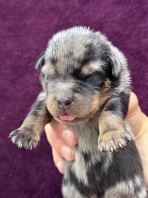 Les chiots de Berger de Beauce