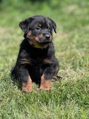 Les chiots de Berger de Beauce
