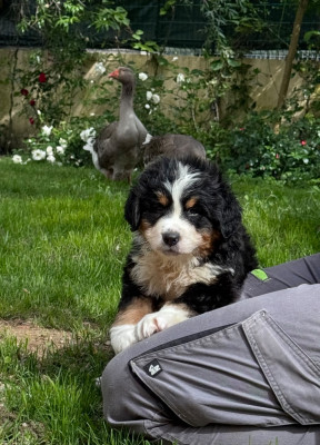 Les chiots de Bouvier Bernois