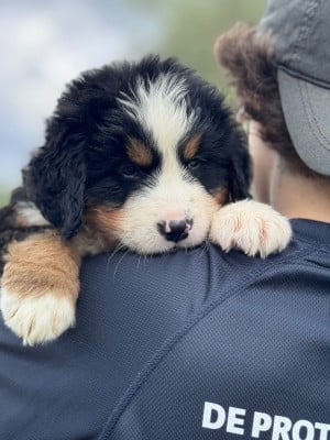 Les chiots de Bouvier Bernois