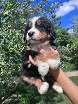 Les chiots de Bouvier Bernois