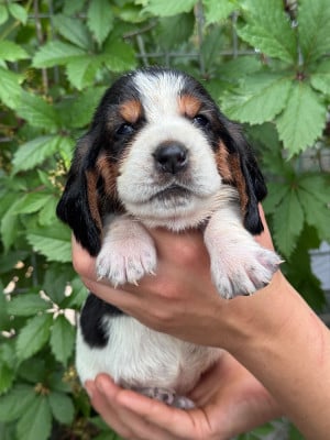 Les chiots de Basset Hound