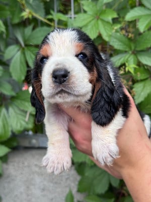 Les chiots de Basset Hound