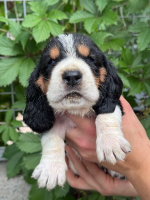 Les chiots de Basset Hound