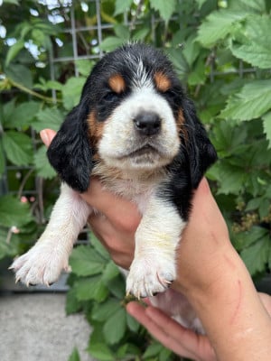 Les chiots de Basset Hound