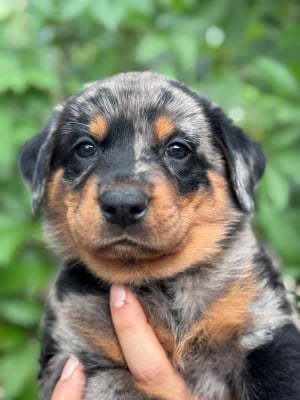 Les chiots de Berger de Beauce