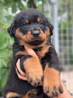 Les chiots de Berger de Beauce