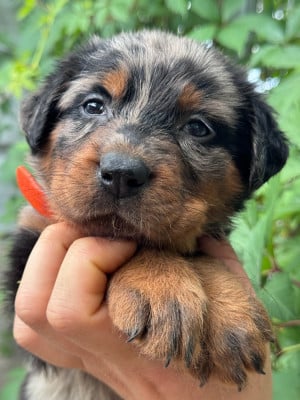 Les chiots de Berger de Beauce