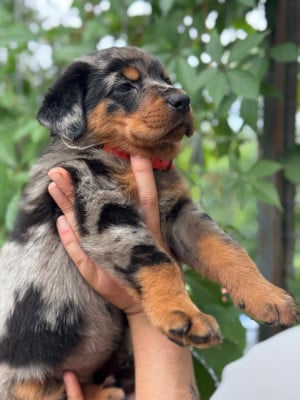 Les chiots de Berger de Beauce