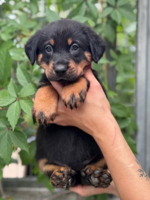 Les chiots de Berger de Beauce