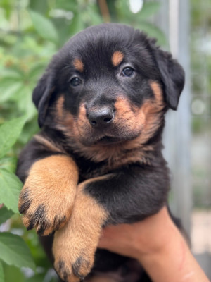 Les chiots de Berger de Beauce