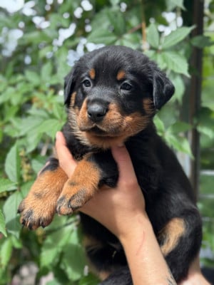 Les chiots de Berger de Beauce