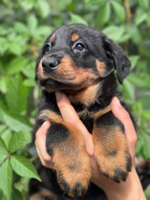 Les chiots de Berger de Beauce