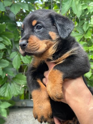 Les chiots de Berger de Beauce