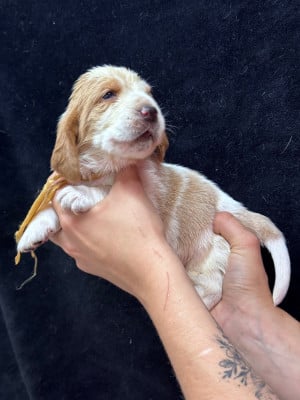 Les chiots de Basset Hound