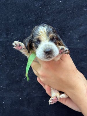 Les chiots de Basset Hound