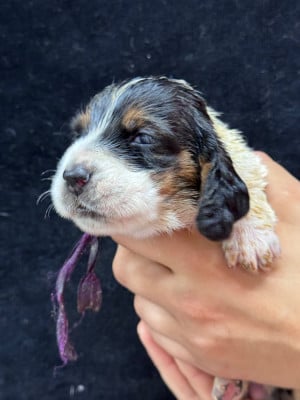 Les chiots de Basset Hound