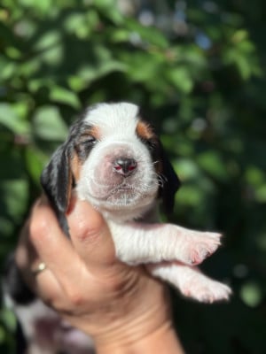 Les chiots de Basset Hound