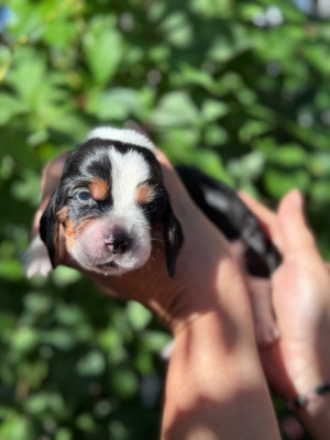 Les chiots de Basset Hound