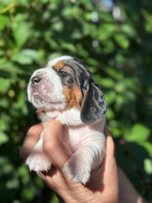 Les chiots de Basset Hound