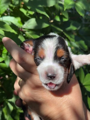 Les chiots de Basset Hound