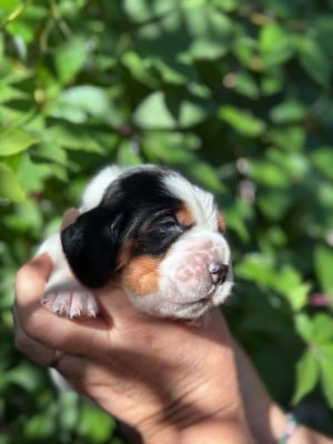 Les chiots de Basset Hound