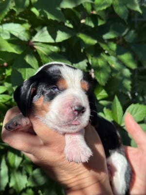 Les chiots de Basset Hound