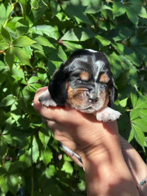 Les chiots de Basset Hound