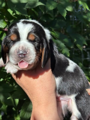 Les chiots de Basset Hound