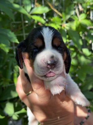 Les chiots de Basset Hound
