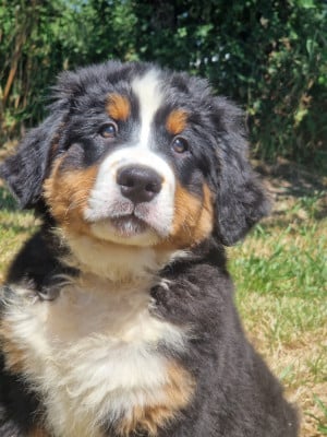 Les chiots de Bouvier Bernois