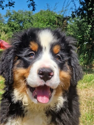 Les chiots de Bouvier Bernois
