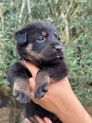 Les chiots de Berger de Beauce