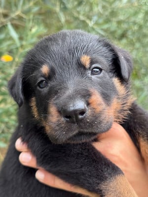 Les chiots de Berger de Beauce