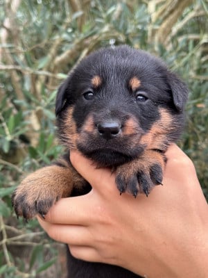Les chiots de Berger de Beauce