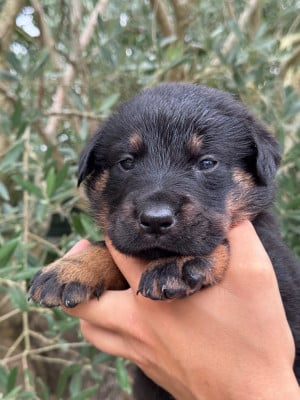 Les chiots de Berger de Beauce