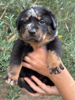 Les chiots de Berger de Beauce