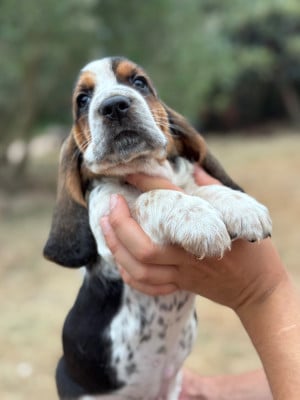 Les chiots de Basset Hound