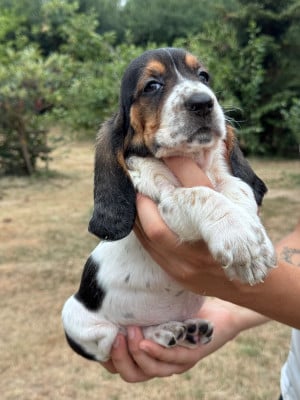 Les chiots de Basset Hound