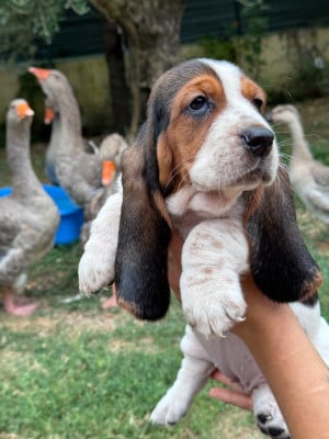 Les chiots de Basset Hound