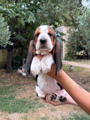 Les chiots de Basset Hound
