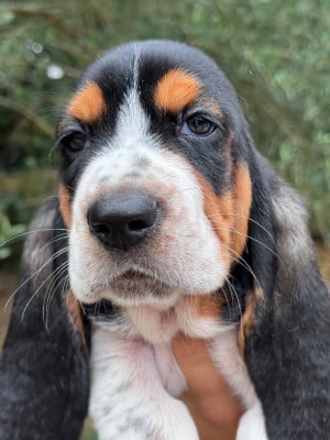 Les chiots de Basset Hound