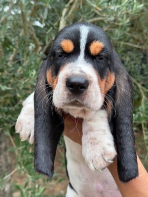 Les chiots de Basset Hound
