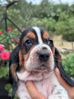 Les chiots de Basset Hound