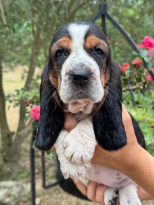 Les chiots de Basset Hound