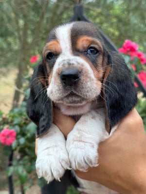 Les chiots de Basset Hound