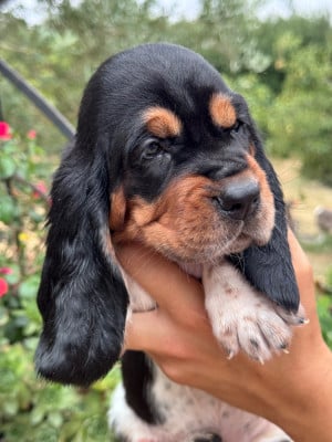 Les chiots de Basset Hound
